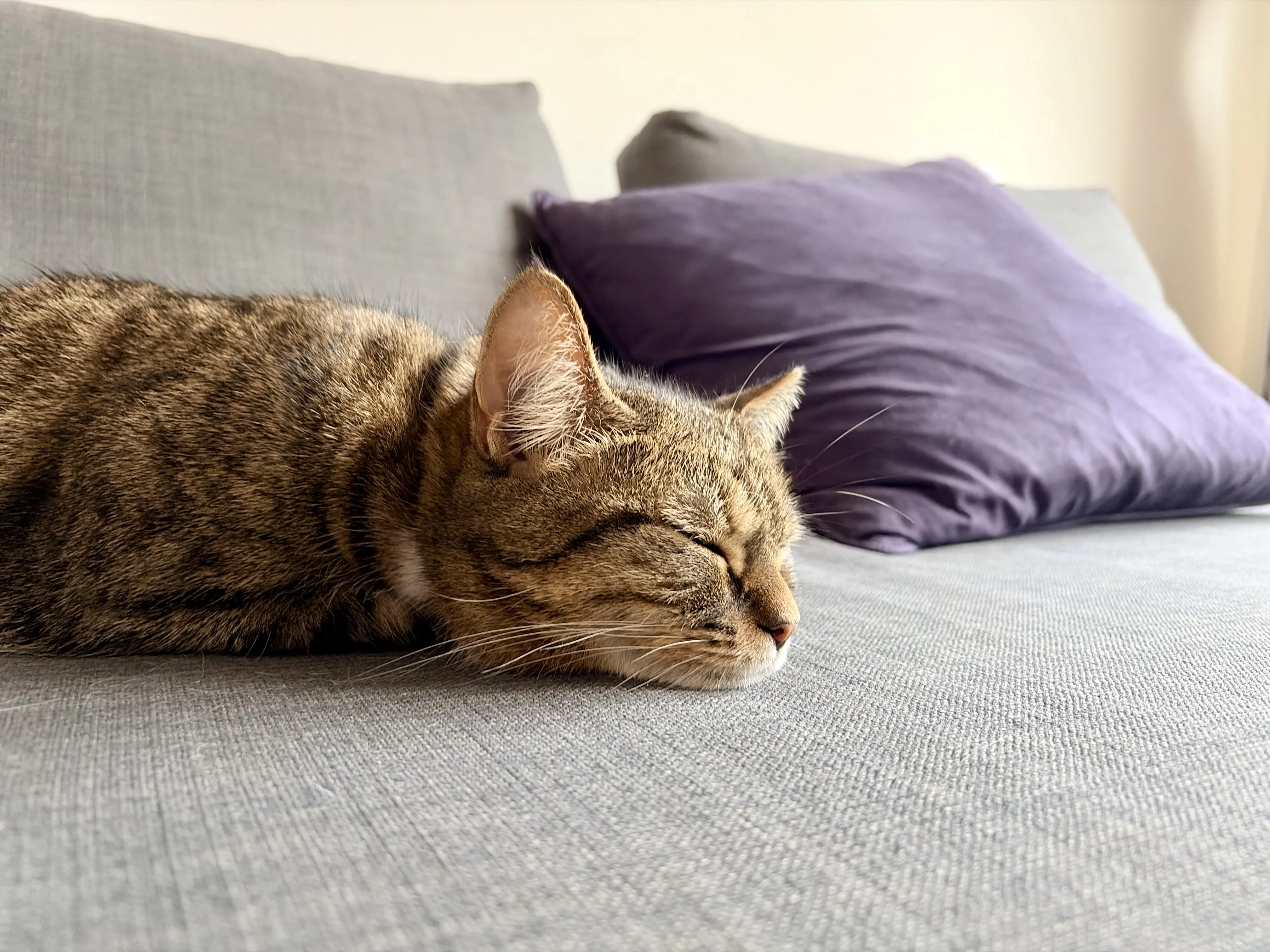 Carrot the cat